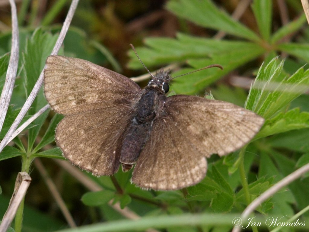 bruin dikkopje, Erynnis tages.jpg